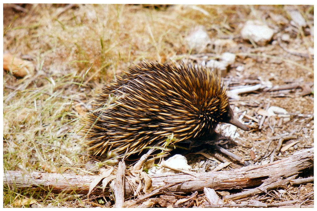 03 - The Flinders Ranges (38).jpg